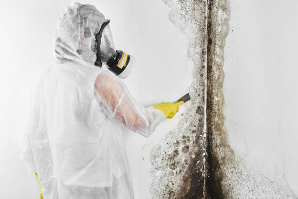 Best Mold Remediation for Specific Building Types in New Athens, IL