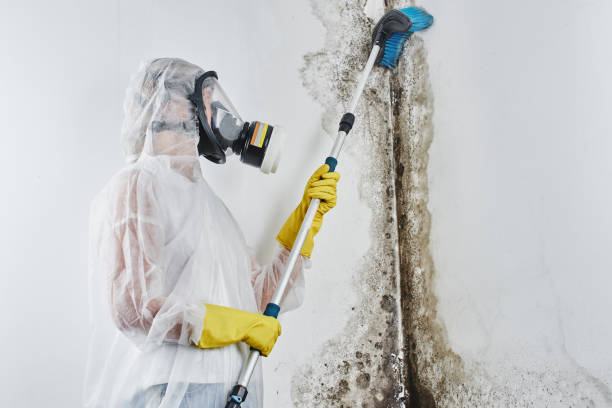Best Bathroom Mold Remediation in New Athens, IL