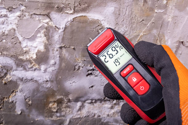 Best Industrial Mold Remediation in New Athens, IL