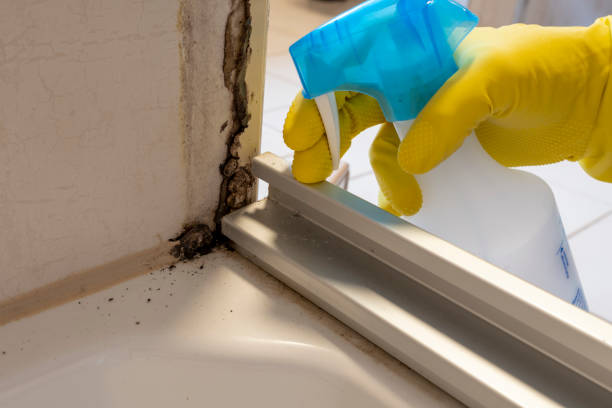 Best Mold Testing and Inspection Services in New Athens, IL
