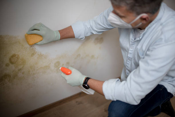 Best Post-Flood Mold Remediation in New Athens, IL
