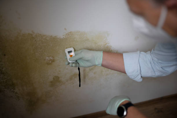 Trusted New Athens, IL Mold Remediation Experts