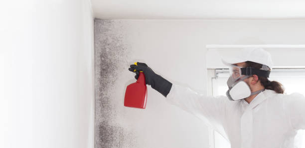 Best Emergency Mold Remediation in New Athens, IL