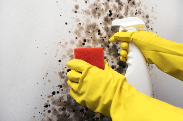 Best Residential Mold Remediation in New Athens, IL
