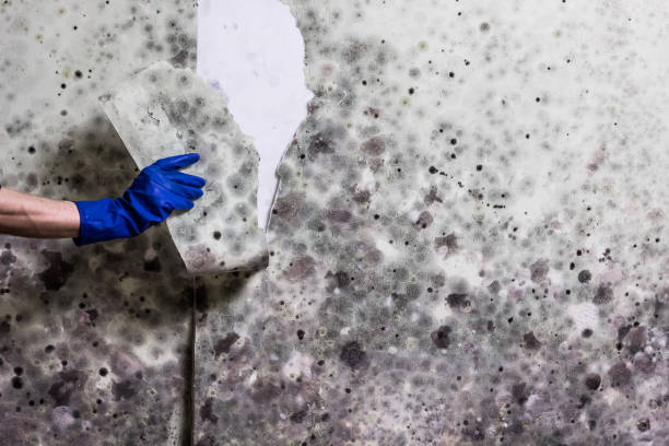 Best Crawl Space Mold Remediation in New Athens, IL