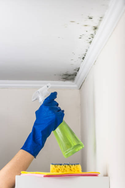 Best HVAC Mold Remediation in New Athens, IL